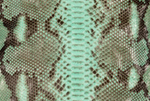 Python Skin Reticulated UB Lucido Bermuda Green