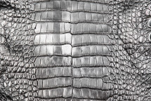 Alligator Skin Belly Crisp Silver Black 30/34 cm
