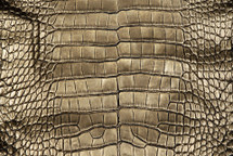 Alligator Skin Belly Crisp Gold Black 20/24 cm