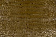Nile Crocodile Skin Belly Millenium Khaki 30/34 cm