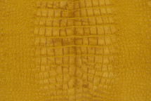 Alligator Skin Belly Suede Mustard 50/54 cm