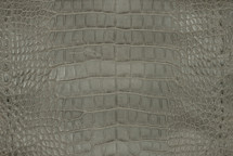 Alligator Skin Belly Matte Light Grey  30/34 cm