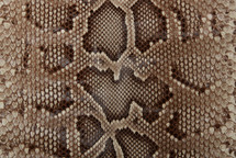  Python Skin Burmese Front Cut UB Glazed Natural
