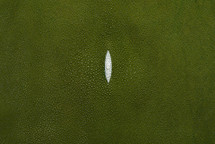 Stingray Skin Standard Olive 15"