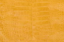 Alligator Skin Belly Matte Saffron 30/34 cm