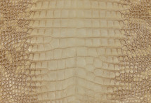 Alligator Skin Belly Glazed Himalayan 35/39 cm
