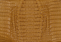 Caiman Hornback Matte Butter