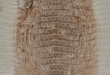 Caiman Hornback Matte Himalayan