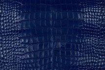 Alligator Skin Belly Millenium Electric Blue 35/39 cm