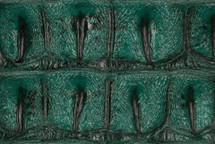 Crocodile Backstrap Emerald