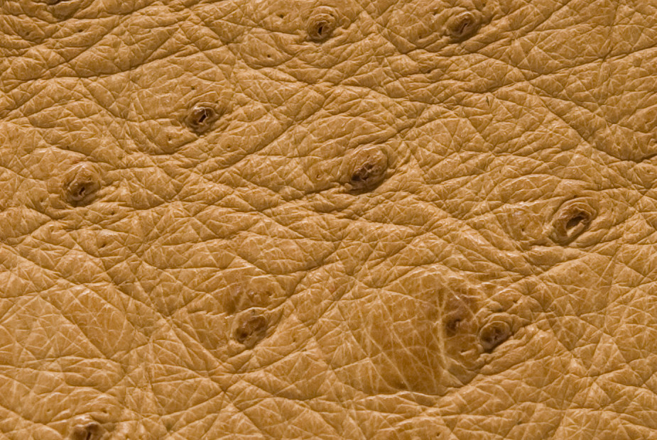 Ostrich skin Leather Gold Saddle color (%100 Natural Skin)