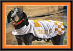 Tennessee Volunteers Mascot Smokey Framed Print