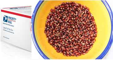 Fifty lbs Ruby Red Popcorn - wisgold