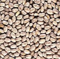 Wholesale Pinto III Bean Seeds