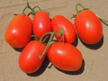 Wholesale Rio Grande Tomato-1,000 Seeds