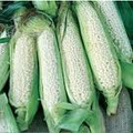 Trucker's Favorite White Corn   2