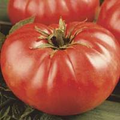 Bulk Mortgage Lifter Tomato 