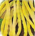 Golden Wax Bean Seeds (Bush)