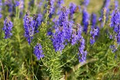 Hyssop Seeds