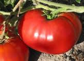 Delicious Tomato 11 4