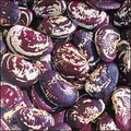 Wholesale Christmas Lima Bean Seeds