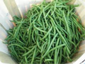 Wholesale Tenergreen Bush Green Bean Seeds