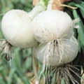 White Bermuda Onion-BIG Pack