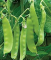 Oregon Sugar Pod II Pea Seeds