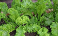 Wholesale Mustard/Georgia Southern Giant Curled-1/4 POUND
