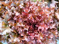 Lettuce/Red Salad Bowl
