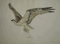 Georges River Osprey (Pandion haliaetus) 11"x14" Fine Art Print