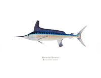 Roundscale Spearfish (Tetrapturus georgii) 11"x14" Open Edition Print
