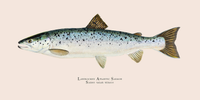 Landlocked Salmon 48"x24" Gallery Wrapped Limited Edition Giclee