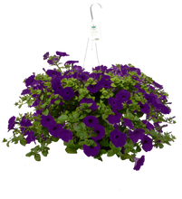 Purple Petunia Plant