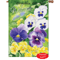 Welcome Pansies  :  PremierSoft