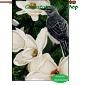 Mockingbird and Magnolias: IlluminatedFlag