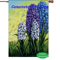 Hyacinths : Illuminated Flags