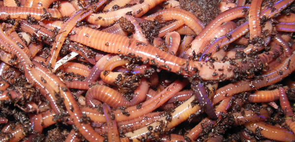 Live Red Wiggler Worms For Sale