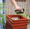 Feeding Worms In The Worm Factory Worm Composting Bin