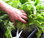 Harvesting The UrBin Grower Self-Watering Growing System