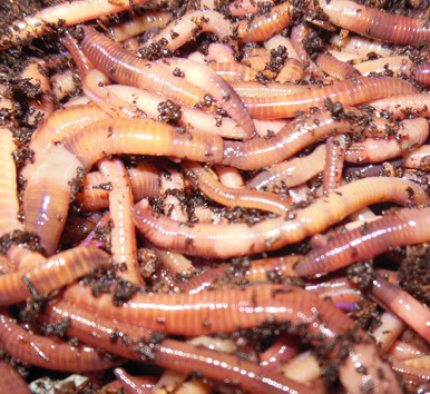 Live Red Wiggler Composting Worms For Sale - Free Shipping - The Squirm Firm