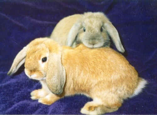 about-us-page-pic-bunny.jpg