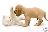 young-puppy-with-kitten.jpg