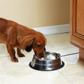 DRINKWELL Hydrate H2O For all Dog Water Bowls - DR12902