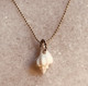 conch