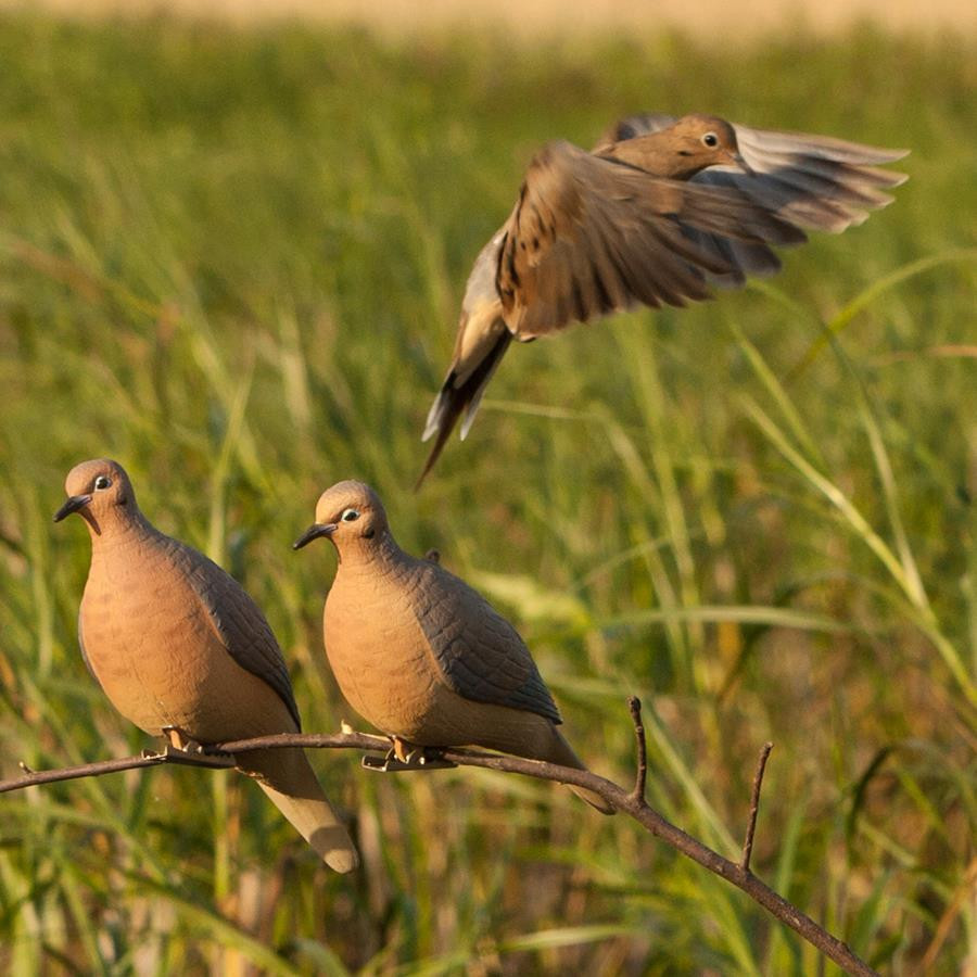 dove decoys