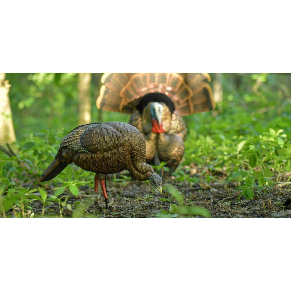 AvianX HDR Feeding Hen Turkey Decoy Presleys Outdoors
