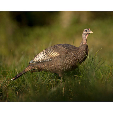 DSD ACE Upright Hen Turkey Decoy