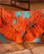 Antica Sartoria Positano AW088 Pocket Book Turquoise Orange