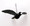 Gorgeous Aussie MAGPIE Ornament - WITH WINGS - 13CM